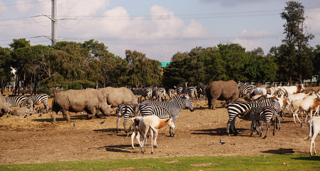 animals in Safari in Tel-Aviv