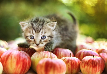 cute little kitten on apples 