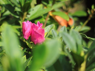 Pink rose bud and bushes in morning time