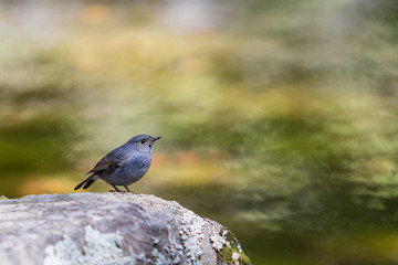 Beautiful bird - Plumbeous water redstart sitting on a rock