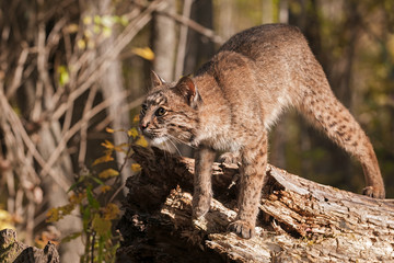 Bobcat (Lynx rufus) Prepares to Pounce