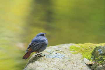 Beautiful bird - Plumbeous water redstart sitting on a rock