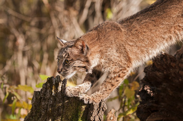 Bobcat (Lynx rufus) Stretches Out