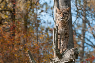 Bobcat (Lynx rufus) Stands Alert on Branch