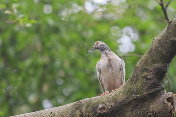 Pigeon sitting on tree to take a rest