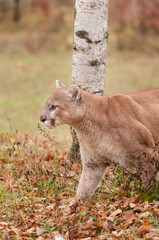 Adult Male Cougar (Puma concolor) Stalks Left