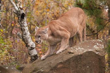 Naklejka na ściany i meble Adult Male Cougar (Puma concolor) Slinks Down Rock