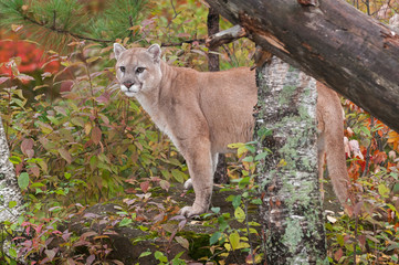 Adult Male Cougar (Puma concolor) Stands on Rock