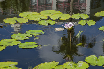 Water Lilies with reflection