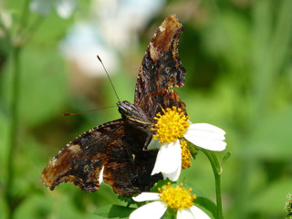 Beautiful butterfly - Polygonia c-album asakurai