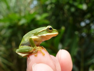Little cute Emerald tree frog sit on finger