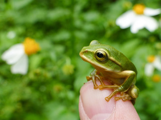 Little cute Emerald tree frog sit on finger