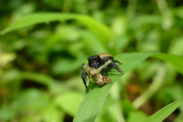 Menemerus spider eating its prey