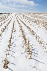 Corn Stalks in Winter Snow Covered Field