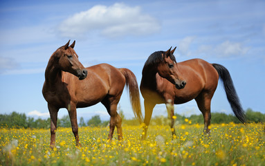 Two horses on the meadow - 100225604