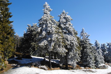 Winterwald Harz