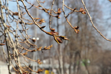 Flower and trees, year 2015