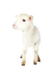 White baby lamb © Smart Future