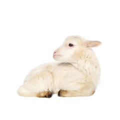 White baby lamb