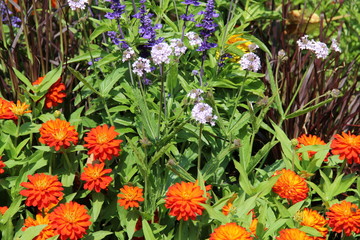 Flower and trees, year 2015