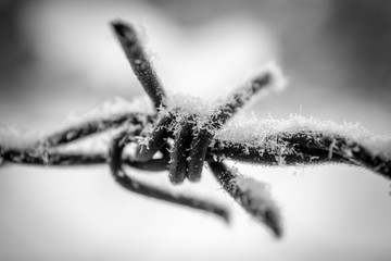 Filo spinato con neve