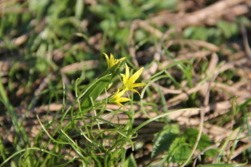Flower and trees, year 2015