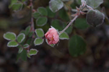 Frozen nature, Moscow, 2015