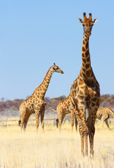 Group of giraffes