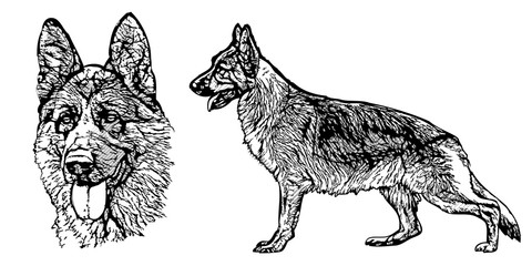 German shepherd