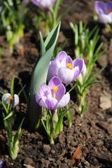 Obraz premium Flower and trees, year 2015