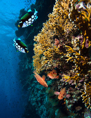 Photo of coral colony 