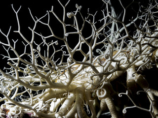 Basket Star (Gorgonocephalus eucnemis)
An alien looking sea star photographed during a dive in the southern Gulf Islands of British Columbia.