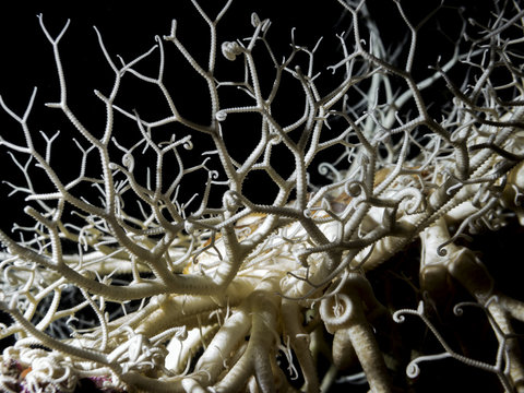 Basket Star (Gorgonocephalus eucnemis)
An alien looking sea star photographed during a dive in the southern Gulf Islands of British Columbia.