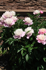 Flower and trees, year 2015