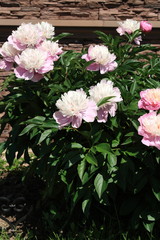 Naklejka premium Flower and trees, year 2015