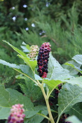 Flower and trees, year 2015