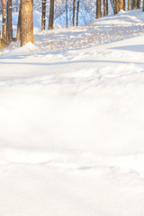 Winter background with forest