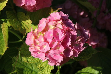 Flower and trees, year 2015
