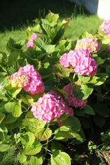 Flower and trees, year 2015