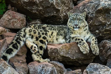 Foto op Canvas Snow Leopard (Uncia uncia) © S.R.Miller