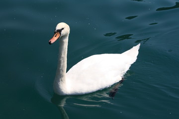 Swans on the lake, year 2008