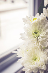 beautiful white flowers with sun light on vintage tone