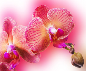 Fototapeta na wymiar Orchid flowers border