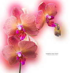 Orchid flowers border
