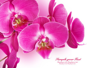 Fototapeta premium Orchid flowers border 