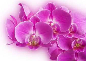 Naklejka na ściany i meble Orchid flowers border