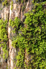 Flower and trees, year 2015