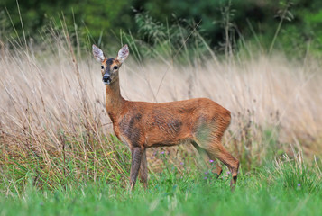 Roe deer