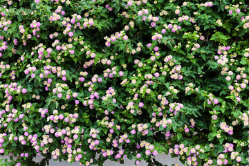 Fototapeta premium Green plants and flowers at Mediterranean seaside