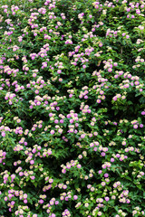 Green plants and flowers at Mediterranean seaside